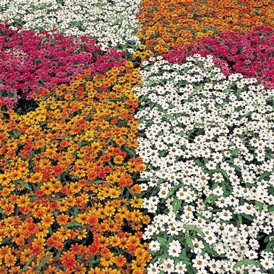Zinnia x Hybrida Profusion Mix bol