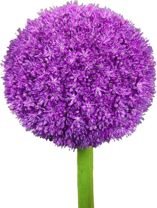 Alliumbollen 4 x ’Ambassador’ – The Bulb Farmers - Voorjaar – NL gekweekt - Allium Bollen - Bloembollen