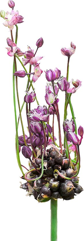 Alliumbollen 60 x ’Art’ – The Bulb Farmers - Voorjaar – NL gekweekt - Allium Bollen - Bloembollen