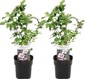 Plant in a Box - Hibiscus Syriacus 'Hamabo' - Set van 2 - pot 17cm - hoogte 25-40cm - robuuste hibiscus - tuinplanten