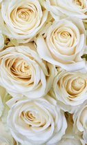 Fotobehang - White Roses 150x250cm - Vliesbehang