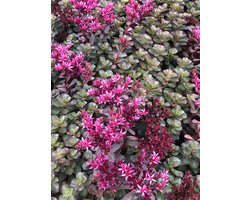 6 x Sedum spurium 'Fuldaglut' - Kaukasische muurpeper, roze vetkruid - pot 9 x 9 cm