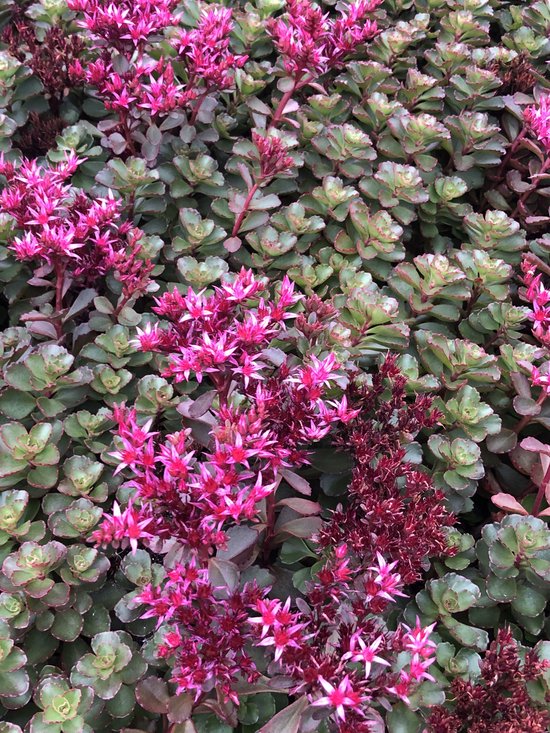 6 x Sedum spurium 'Fuldaglut' - Kaukasische muurpeper, roze vetkruid - pot 9 x 9 cm