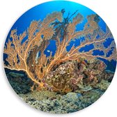 PVC Schuimplaat Muurcirkel - Oceaan - Zee - Onderwaterleven - Koraal - Duiken - Kleuren - 50x50 cm Foto op Muurcirkel (met ophangsysteem)