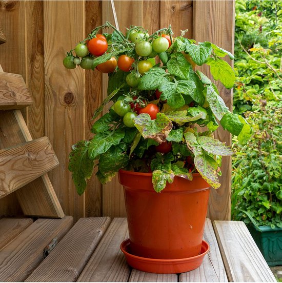 Lekkere komkommers kweken in de kas www moestuinier nl