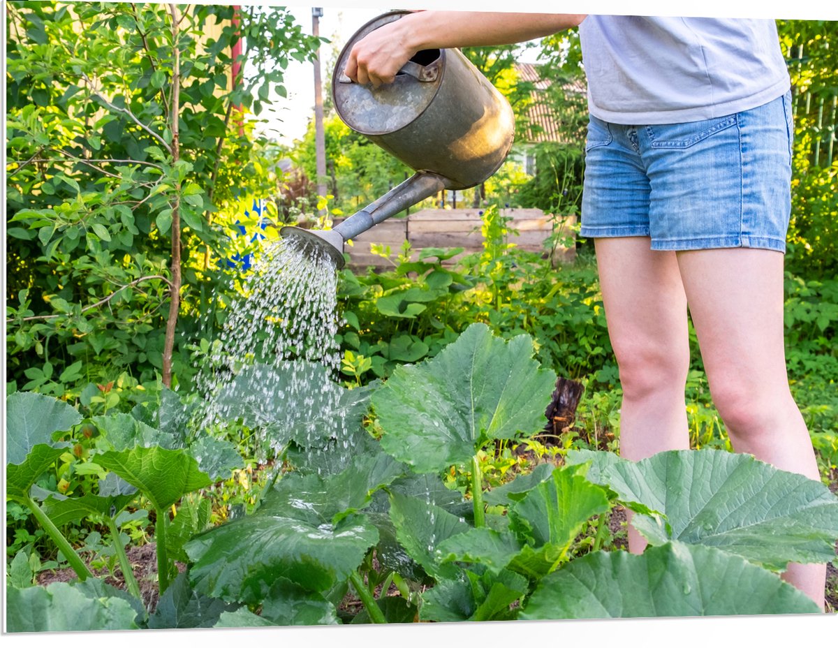 PVC Schuimplaat - Tuin - Bloemen - Planten - Gieter - Water - Groen - 100x75 cm Foto op PV