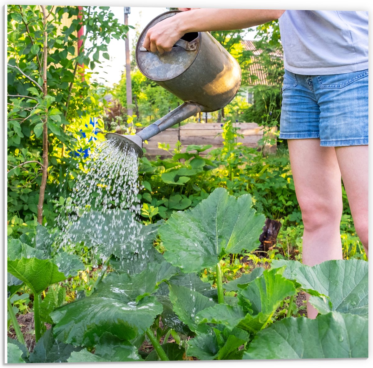 PVC Schuimplaat - Tuin - Bloemen - Planten - Gieter - Water - Groen - 50x50 cm Foto op PVC