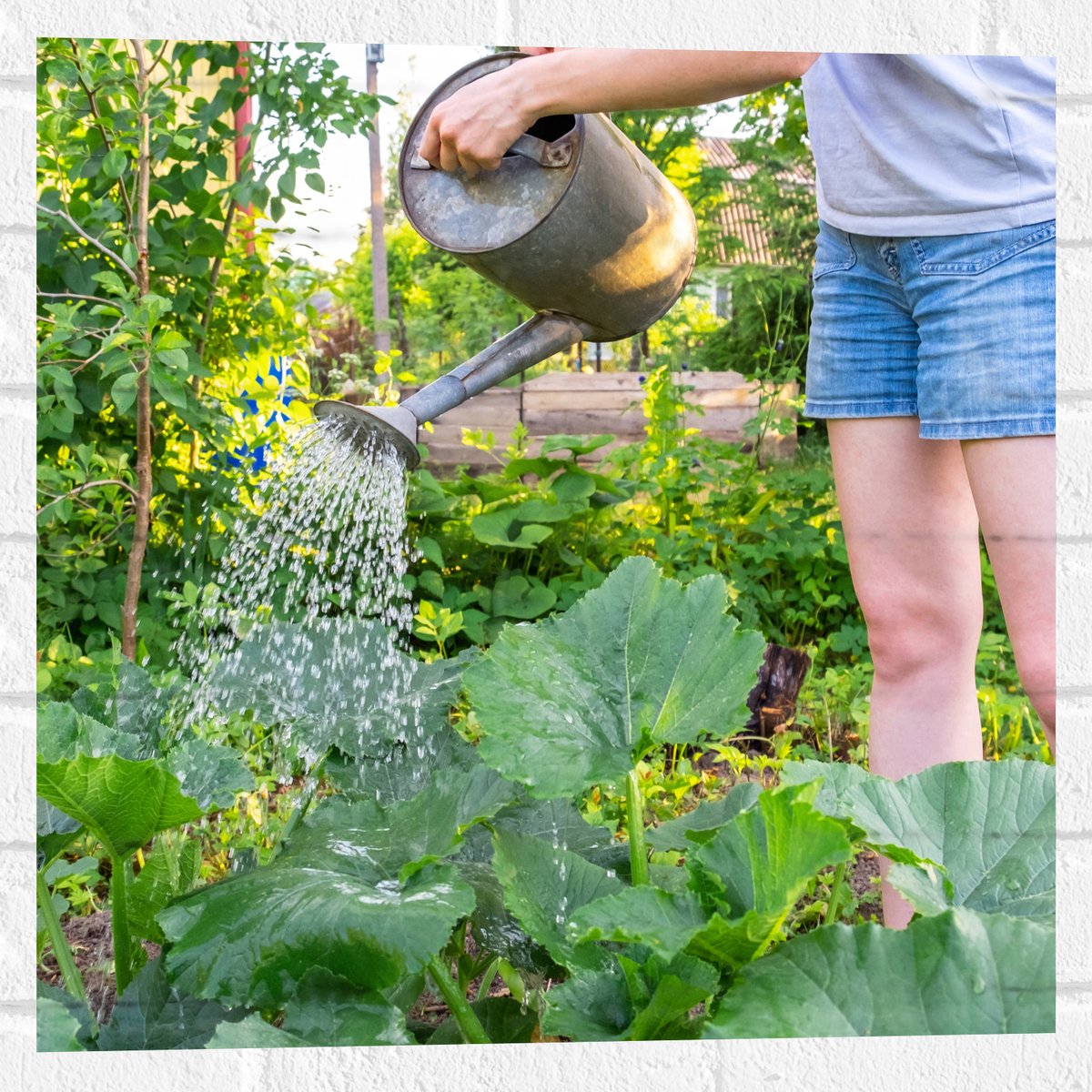 Muursticker - Tuin - Bloemen - Planten - Gieter - Water - Groen - 50x50 cm Foto op Muursti