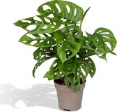 Monstera – Gatenplant (Monstera Monkey Leaf) – Hoogte: 30 cm – van Botanicly