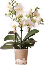 Orchidee – Vlinder orchidee (Phalaenopsis) – Hoogte: 35 cm – van Botanicly