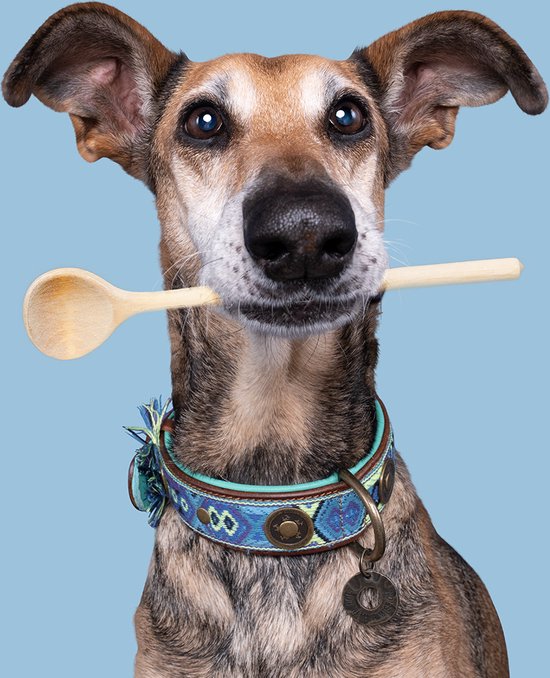 Foto: Dwam dog with a mission halsband hond hondenhalsband blauw l leer nekomvang tussen 38 47 x 4 cm boho juan