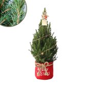 Fresh from Nature - Kleine Kerstboom in Xmas bag rood met verlichting 'Starlight' - echte kerstboom  - ca. 70 cm hoogte - Picea glauca Conica - Kerstmis
