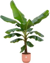 Bananenplant (Musa) inclusief elho Vibes Fold Round roze - Potmaat 30cm - Hoogte 180cm