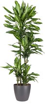 Good & Green - Dracaena Cintho (en ELHO Brussels Round Anthracite) - Dragon Blood Tree - XL -↨ 150cm - Taille du pot 27 - Plantes de qualité exclusive - Plante d'intérieur - Plantes d'intérieur - Ambiance - Intérieur