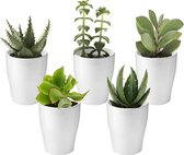 vdvelde.com - Mini Succulenten Mix 5 stuks - Ø 6 cm - Hoogte 8-15 cm