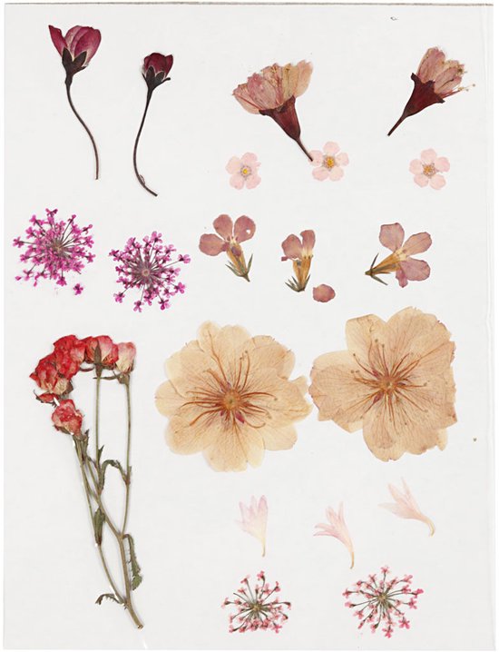 Gedroogde Bloem in Buis 'Verrassing' per stuk - 7 cm