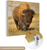 MuchoWow® Glasschilderij 90x90 cm - Schilderij acrylglas - Close-up buffel in het grasveld - Foto op glas - Schilderijen