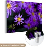 MuchoWow® Glasschilderij 180x120 cm - Schilderij acrylglas - Aster bloemen met zwarte achtergrond - Foto op glas - Schilderijen