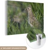 MuchoWow® Glasschilderij 120x80 cm - Schilderij acrylglas - Veldleeuwerik tussen het groene gras - Foto op glas - Schilderijen