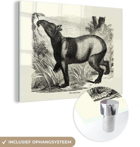 MuchoWow® Glasschilderij 160x120 cm - Schilderij acrylglas - Illustratie van een tapir in de natuur in het zwart-wit - Foto op glas - Schilderijen