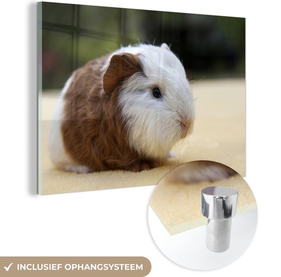 Peinture sur Verre - Jeune Cochon d'Inde - 90x60 cm - Peintures sur Verre Peintures - Photo sur Glas