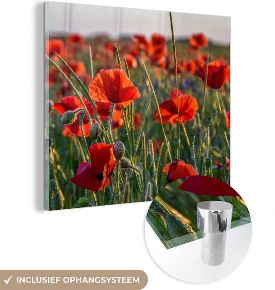 MuchoWow® Glasschilderij 20x20 cm - Schilderij acrylglas - Bloemen - Klaprozen - Natuur - Rood - Foto op glas - Schilderijen