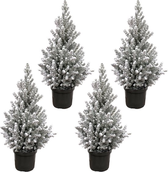 Kerstboom pakket - 4x Picea Glauca met sneeuw (kerstboom) - 60cm