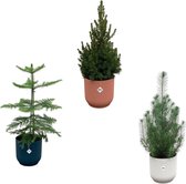 Green Bubble - Kerstpakket - Pinus Pinea + Araucaria + Picea Glauca (kerstboompjes) inclusief 3x elho Vibes Fold Rond kleurenmix Ø18-22 - 50-60cm