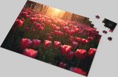 Tulpen Puzzel - Tulpenpark - Landschap - Natuur - Kleurrijk - Bloemen - Prachtig Tulpenthema - Betoverende Bloemenpuzzel - Hoogwaardige Kartonnen Puzzel - Ontspannende Activiteit - Tulpenliefhebbers Puzzel - Kleurrijk en Gedetailleerd - 500 Stukjes