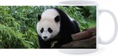 Beker - Panda Beer op Boom