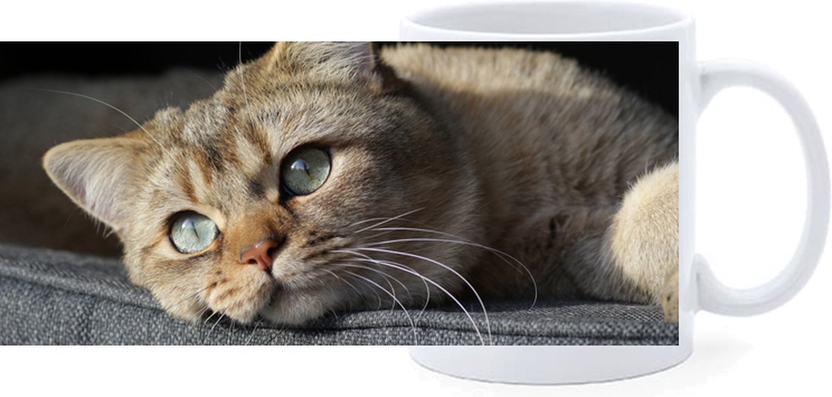 Beker - Europees Korthaar Kat Tijger Liggend