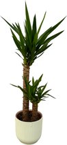 Trendyplants - Yucca - ↨100cm - Ø21cm inclusief elho Vibes Fold Round wit Ø22cm x ↨20cm