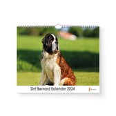 XL 2024 Kalender - Jaarkalender - Sint bernard