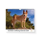 XL 2024 Kalender - Jaarkalender - Australian Cattledog