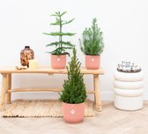 Kerstpakket - Pinus Pinea + Araucaria + Picea Glauca (kerstboompjes) - 50-60cm