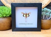 Cadre avec véritable sauterelle "Gastrimargus Africanus parvulus" - Monté - Taxidermie - Entomologie