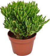 Vetplant – Kussentjesvetplant (Crassula Hobbit) – Hoogte: 21 cm – van Botanicly