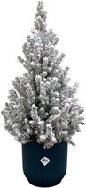 Naaldboom – Kerstboom (Picea Glauca) met bloempot – Hoogte: 60 cm – van Botanicly