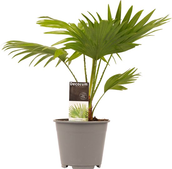 Livistona – Rotendifolia – Waaierpalm – Hoogte 45cm