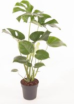 Monstera – Gatenplant (Monstera Deliciosa) met bloempot – Hoogte: 70 cm – van Botanicly