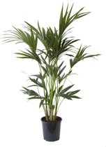Kentiapalm – Kentia Palm (Kentia Palm) met bloempot – Hoogte: 110 cm – van Botanicly
