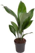 Groene plant – Kwartjesplant (Aspidistra elatior) met bloempot – Hoogte: 60 cm – van Botanicly