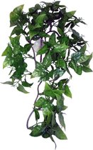 Komodo Philodendron Plant - 30 cm