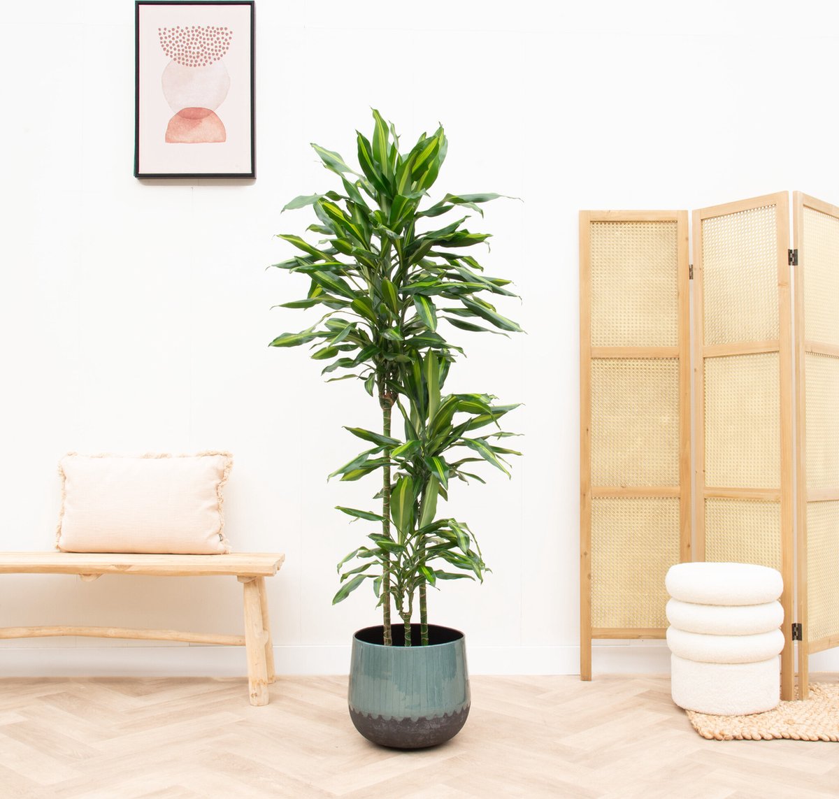 Dracaena Cintho - 150cm
