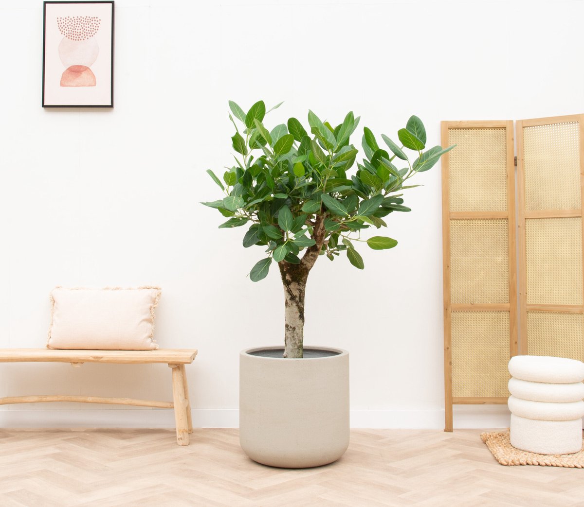 Ficus Benghalensis Audrey op dikke stam - 150cm