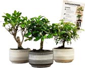 Bonsaiwonder - Mini Bonsais - bonsai boompjes - 3 stuks - Hoogte 20-25cm - Ø12cm - Inclusief bonsai pot en verzorgingshandleiding - kamerplant