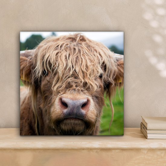 Peinture sur toile Highlander écossais - Herbe - Forêt - 20x20 cm - Décoration murale