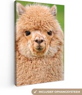 Portrait toile alpaca 2cm 80x120 cm - impression photo sur toile peinture (Décoration murale salon / chambre à coucher) / Animaux sauvages Peintures Toile