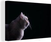 Gros plan d'une toile de chat blanc 2cm 90x60 cm - Tirage photo sur toile (Décoration murale salon / chambre) / Peintures sur toile Animaux domestiques