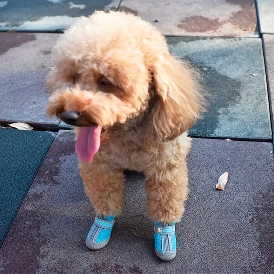 Pawz 12-delige set: hondenschoenen L zwart goedkoop kopen Pawz 12-delige set: hondenschoenen L zwart goedkoop kopen